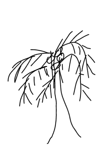 Drawing of coconut created on DrawIsland