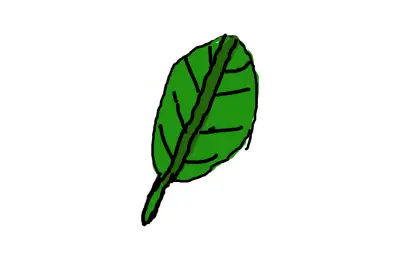 Drawing of a leaf created on DrawIsland