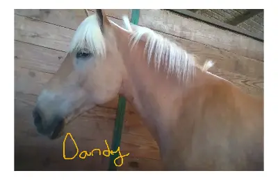Me pony